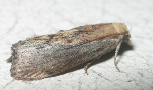 Galleria mellonella